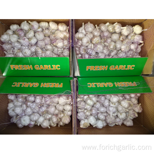 Fresh Normal White Garlic Best Price